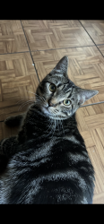 Lost Male Cat last seen Our backyard, he’s not an outside cat., Longview, TX 75605