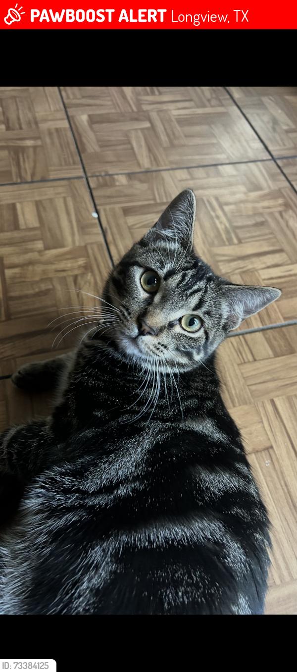 Lost Male Cat last seen Our backyard, he’s not an outside cat., Longview, TX 75605