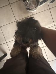 Reunited Male Dog last seen Muddy Branch Road, Clarksville, TN 37043