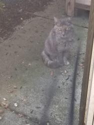 Found/Stray Unknown Cat last seen Morse rd & Hamiton rd chestnut hills apt complex, Columbus, OH 43219