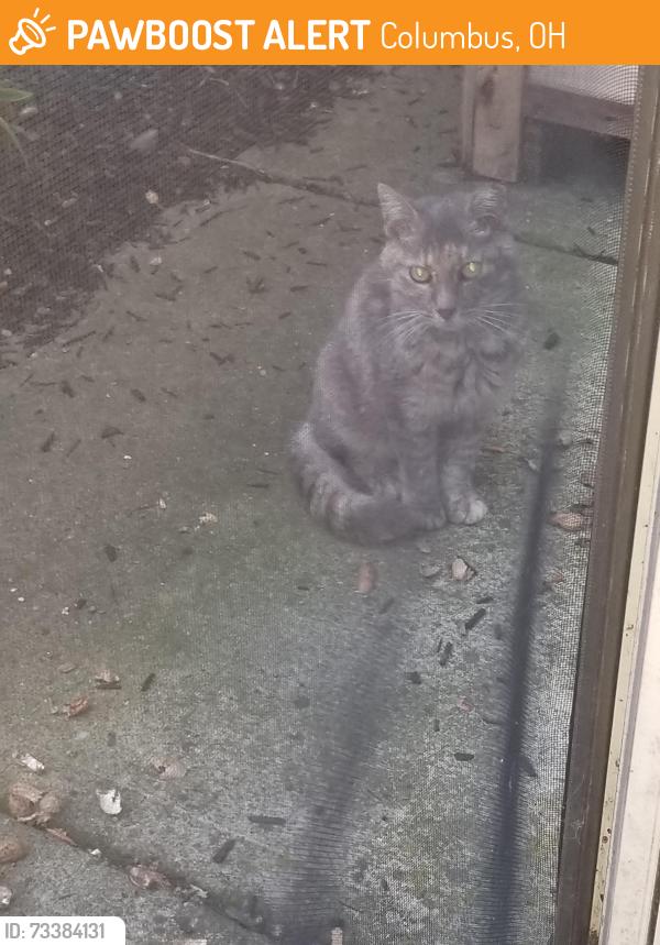 Found/Stray Unknown Cat last seen Morse rd & Hamiton rd chestnut hills apt complex, Columbus, OH 43219
