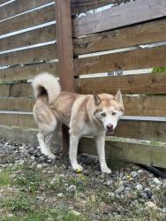 Found/Stray Unknown Dog last seen Everett Mall Way, Everett, WA 98204
