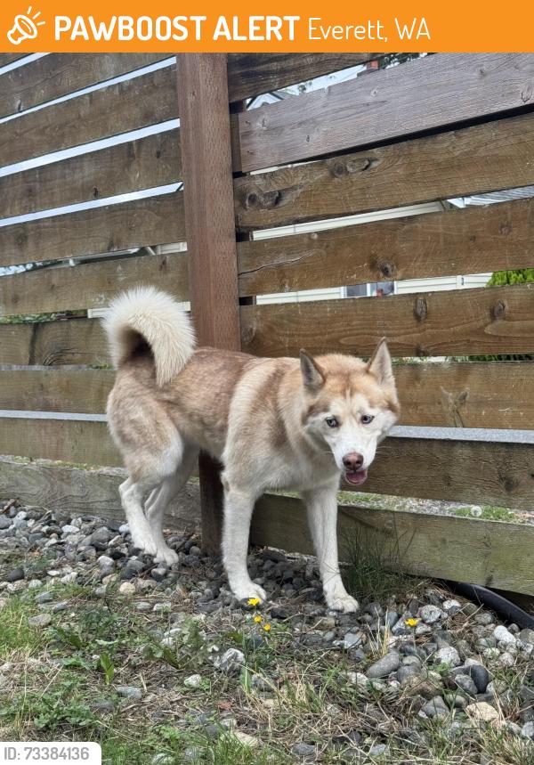 Found/Stray Unknown Dog last seen Everett Mall Way, Everett, WA 98204