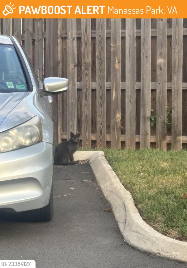 Found/Stray Unknown Cat last seen City Hall, Manassas Park, VA 20111