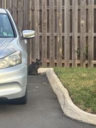 Found/Stray Unknown Cat last seen City Hall, Manassas Park, VA 20111
