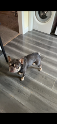 Reunited Male Dog last seen El monte ave y arden wy, Sacramento, CA 95815
