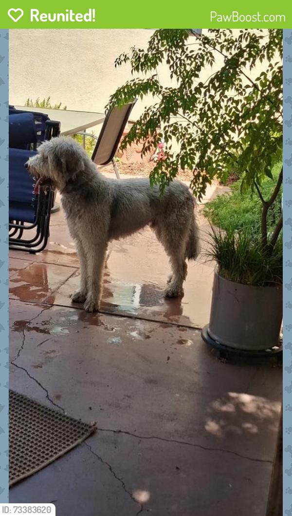Reunited Unknown Dog last seen Petty & Robertson, Carmichael, CA 95608