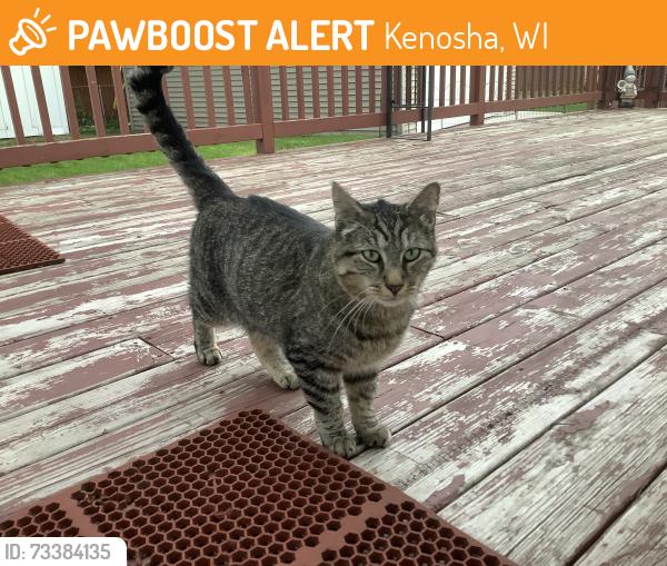 Found/Stray Female Cat last seen 55th St. & 54th Avenue, Kenosha, WI 53144