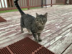 Found/Stray Female Cat last seen 55th St. & 54th Avenue, Kenosha, WI 53144