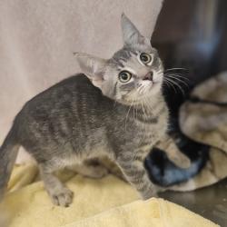 Shelter Stray Male Cat last seen Near N K St, LIVERMORE, CA, 94550, 8323 Baldwin St, Oakland, CA 94621, USA