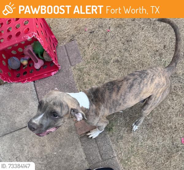 Found/Stray Male Dog last seen Welch and Wedgworth, Fort Worth, TX 76133