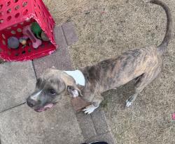 Found/Stray Male Dog last seen Welch and Wedgworth, Fort Worth, TX 76133