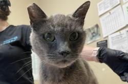 Shelter Stray Female Cat last seen Pacific Street, Oceanside, CA, 92054, Oceanside, CA 92058, USA
