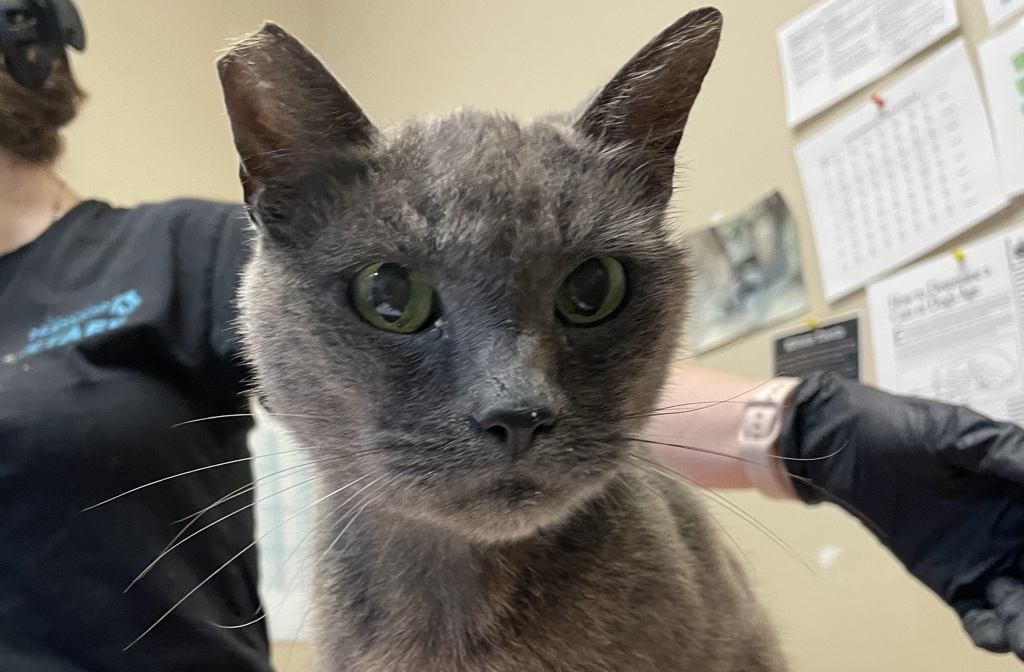 Shelter Stray Female Cat last seen Pacific Street, Oceanside, CA, 92054, Oceanside, CA 92058, USA
