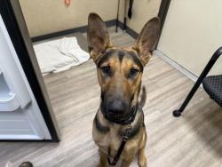 Shelter Stray Male Dog last seen Near N Santa Fe Avenue, Vista, CA, 92083, Oceanside, CA 92058, USA