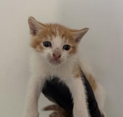 Shelter Stray Male Cat last seen Duval Street, San Diego, CA, 92102, 5500 Gaines St, San Diego, CA 92110, USA