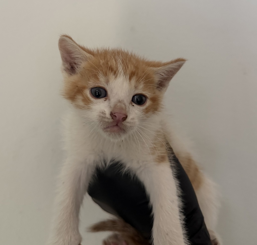 Shelter Stray Male Cat last seen Duval Street, San Diego, CA, 92102, 5500 Gaines St, San Diego, CA 92110, USA