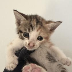 Shelter Stray Female Cat last seen Duval Street, San Diego, CA, 92102, 5500 Gaines St, San Diego, CA 92110, USA