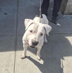 Shelter Stray Female Dog last seen Broadway, BRONX, NY, 10471, 326 E 110th St, New York, NY 10029, USA