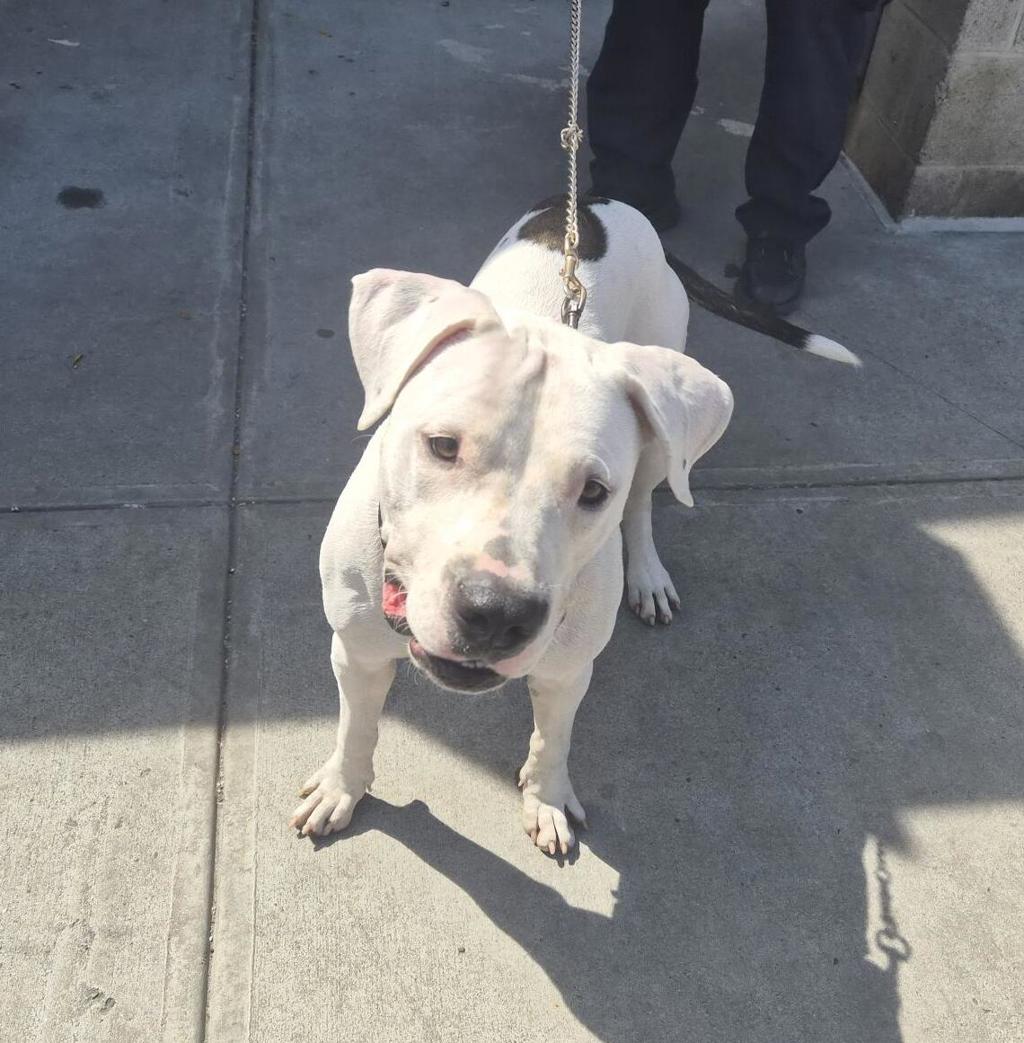Shelter Stray Female Dog last seen Broadway, BRONX, NY, 10471, 326 E 110th St, New York, NY 10029, USA