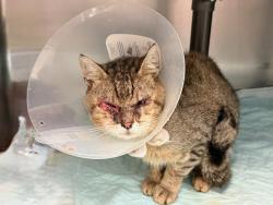 Shelter Stray Male Cat last seen Near E 176th Street, BRONX, NY, 10460, 326 E 110th St, New York, NY 10029, USA