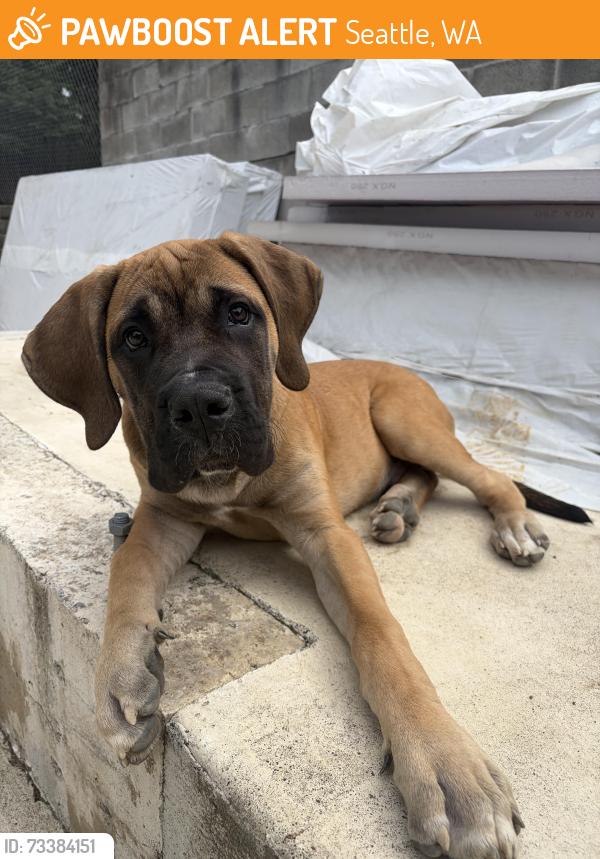 Found/Stray Male Dog last seen 3rd Ave SW and SW 102nd St, Seattle, WA 98106