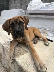 Found/Stray Male Dog last seen 3rd Ave SW and SW 102nd St, Seattle, WA 98106