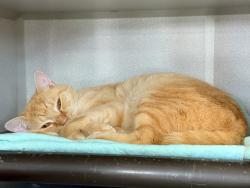 Shelter Stray Male Cat last seen Schieffelin Place, BRONX, NY, 10466, 326 E 110th St, New York, NY 10029, USA