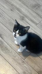 Lost Male Cat last seen across the streets, Panama City Beach, FL 32413