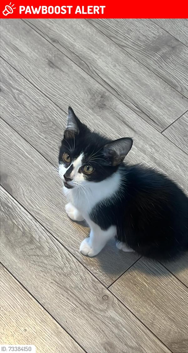 Lost Male Cat last seen across the streets, Panama City Beach, FL 32413