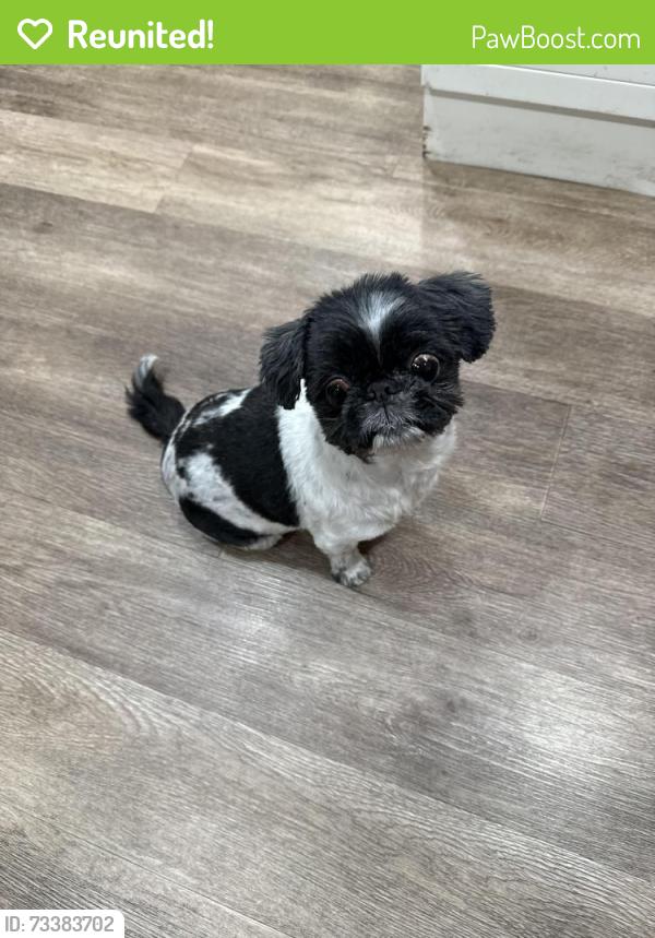 Reunited Female Dog last seen Costco Alhambra Tire Center, Alhambra, CA 91803