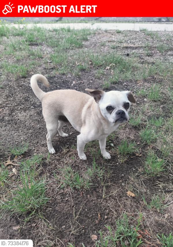 Lost Male Dog last seen Near Bridger Dr, Colorado Springs, CO 80909
