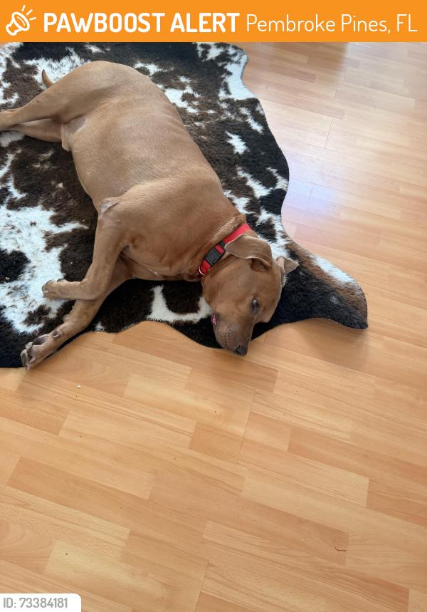 Found/Stray Male Dog last seen Silver lakes, Pembroke Pines, FL 33029