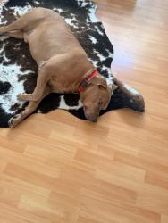 Found/Stray Male Dog last seen Silver lakes, Pembroke Pines, FL 33029