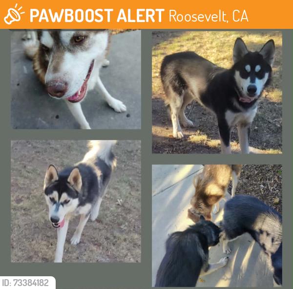 Found/Stray Unknown Dog last seen Belmont and willow, Roosevelt, CA 93727