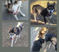 Found/Stray Unknown Dog last seen Belmont and willow, Roosevelt, CA 93727