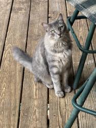Lost Male Cat last seen Missing from Craigs Mountain Road, Christiansburg, Christiansburg, VA 24073