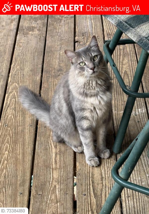 Lost Male Cat last seen Missing from Craigs Mountain Road, Christiansburg, Christiansburg, VA 24073
