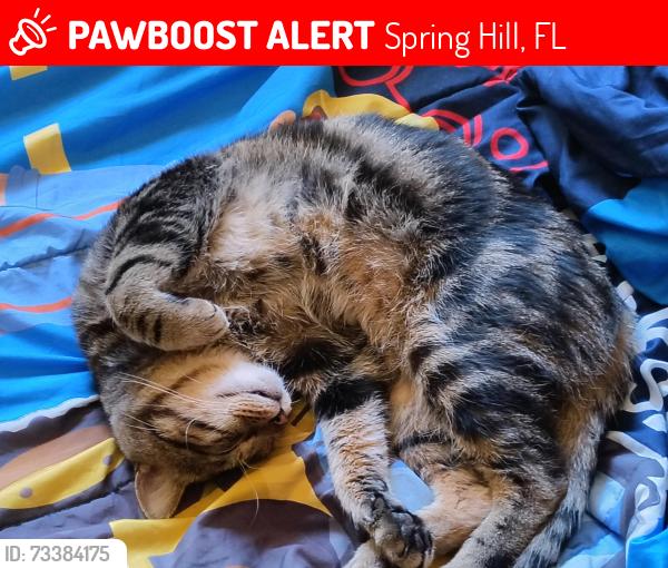 Lost Male Cat last seen Near Indian trail rd, Spring Hill, FL 34613