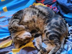 Lost Male Cat last seen Near Indian trail rd, Spring Hill, FL 34613