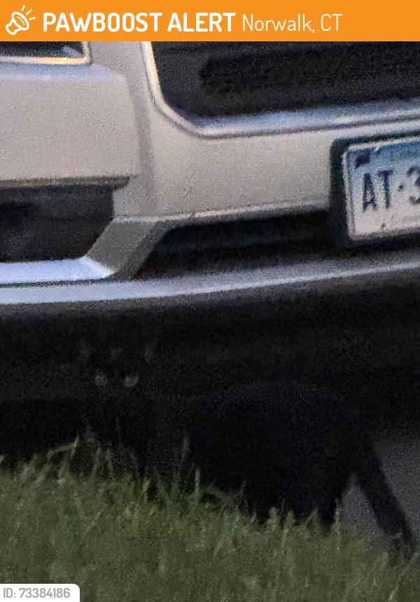 Found/Stray Unknown Cat last seen Barnum Ave, Norwalk, CT 06851