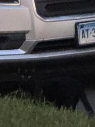 Found/Stray Unknown Cat last seen Barnum Ave, Norwalk, CT 06851