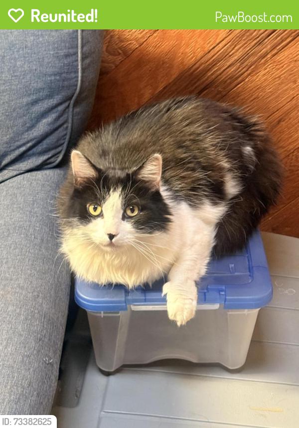 Reunited Male Cat last seen Quill ave Sunland, Los Angeles, CA 91040