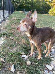 Found/Stray Male Dog last seen Drover street, W Morris street, Indianapolis, IN 46221