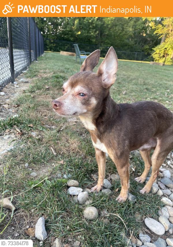 Found/Stray Male Dog last seen Drover street, W Morris street, Indianapolis, IN 46221
