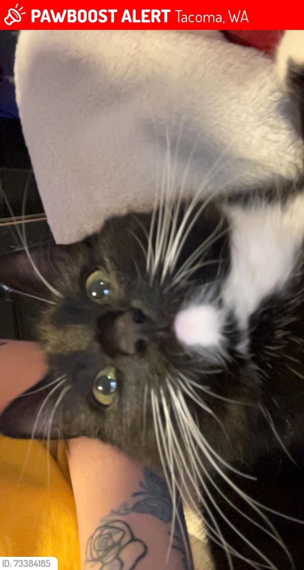 Lost Female Cat last seen Astion and alaska, Tacoma, WA 98444