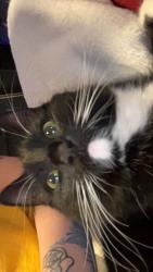 Lost Female Cat last seen Astion and alaska, Tacoma, WA 98444