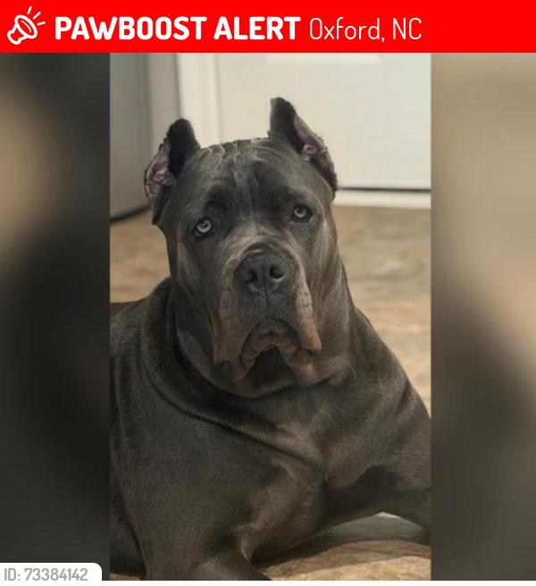 Lost Female Dog last seen Near hight road, Oxford North Carolina, Oxford, NC 27565