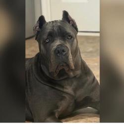 Lost Female Dog last seen Near hight road, Oxford North Carolina, Oxford, NC 27565