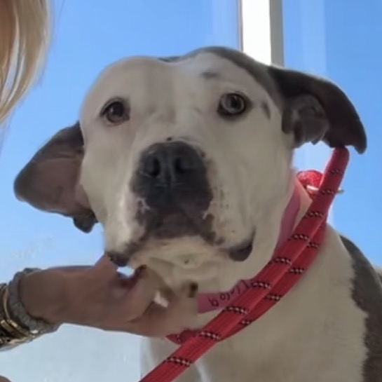 Shelter Stray Female Dog last seen , 3612 11th Ave, Los Angeles, CA 90018, USA